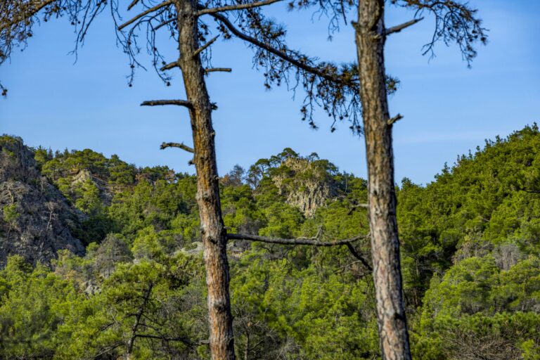 Dadia Lefkimi Soufli forest national park Evros Thrace Greece
