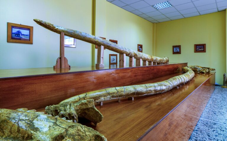 Milia palaeontological museum fossil exhibits Grevena Western Macedonia Greece