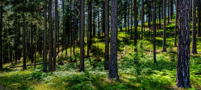Pindos national park Valia Kalda forest landscape Grevena Western Macedonia Greece